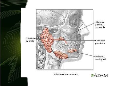 Glandulas Salivales