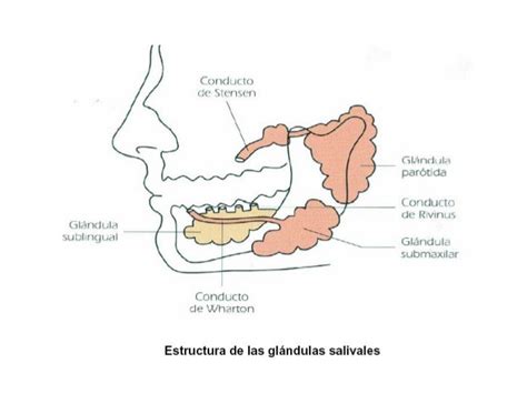 Glandulas salivares