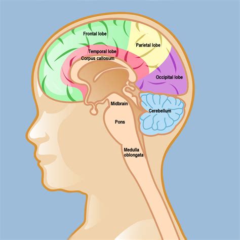 Glioma: Brainstem Glioma In Adults