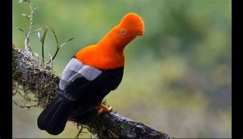 Global Big Day: Conoce a las 10 aves emblemáticas del Perú | Foto 1 de ...