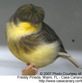 Gloster Canaries were bred to be small, short and stubby ...