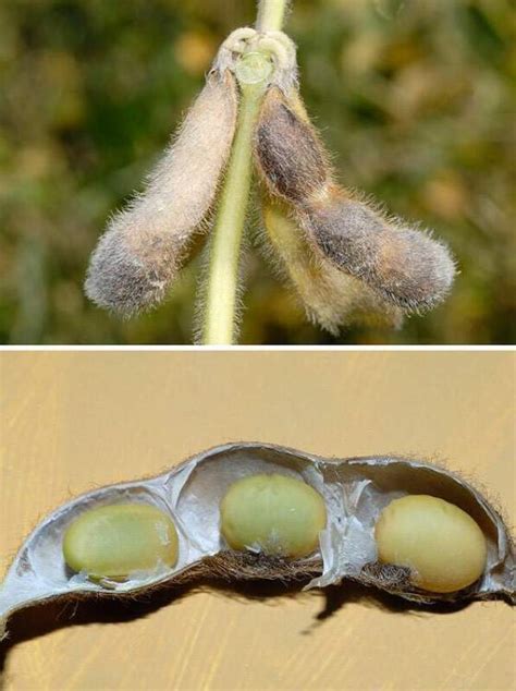 Glycine max  L.  Merr.   Soybean