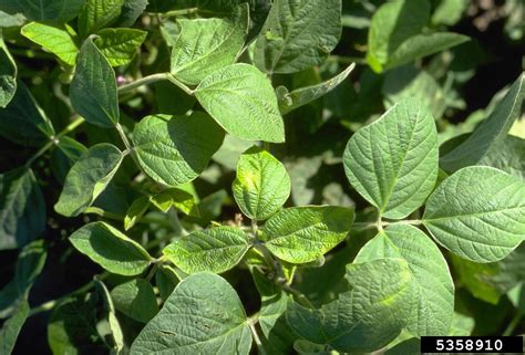 Glycine max  soybean : Go Botany