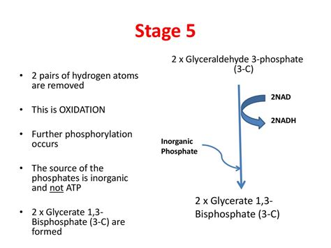 Glycolysis in the cytoplasm презентация онлайн