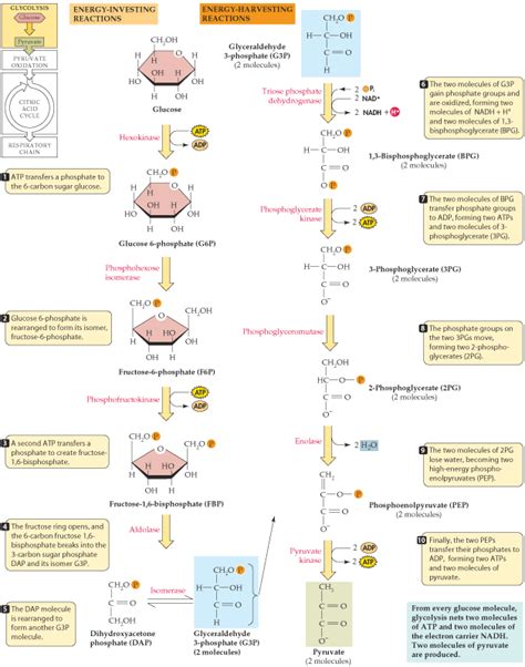 Glycolysis is a pathway of ten enzyme catalyzed reactions ...