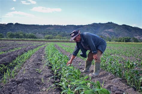 Gobierno anuncia plan para reactivar la agricultura en El Salvador ...