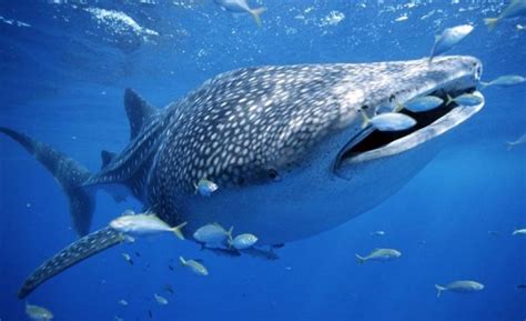 Gobierno EU elimina norma que protege los animales marinos