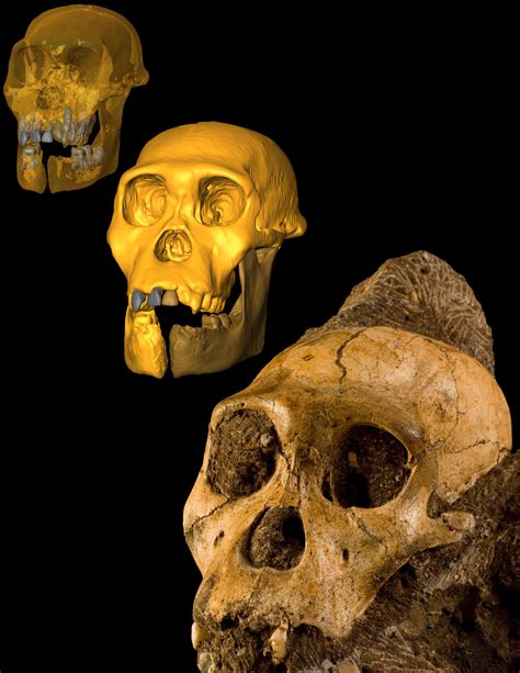 Godbusters: Australopithecus sediba: Otro Nuevo Homínido ...