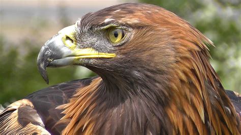 Golden Eagle   Bird of Prey   Spectacular Close Up of ...