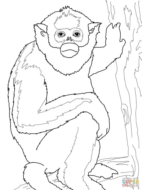 Golden Monkey coloring page | Free Printable Coloring Pages