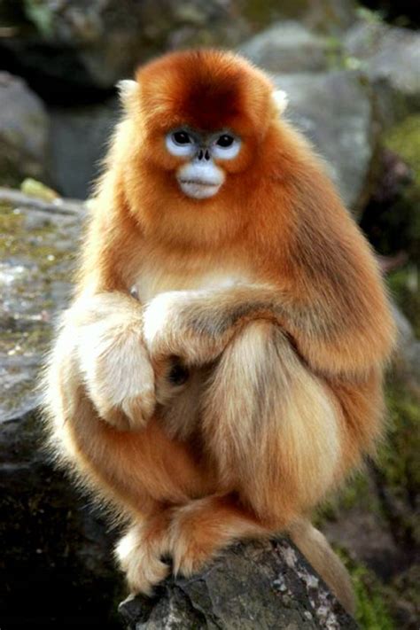 Golden Monkey, Wildlife at Yangtze drainage area, Yangtze ...