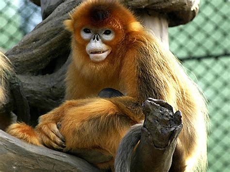 Golden Snub nosed Monkey Endangered animals list Our ...