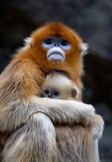 Golden snub nosed monkey   Wikipedia