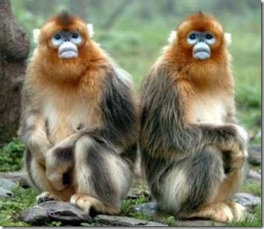 golden snub nosed monkeys « JustOneMorePet