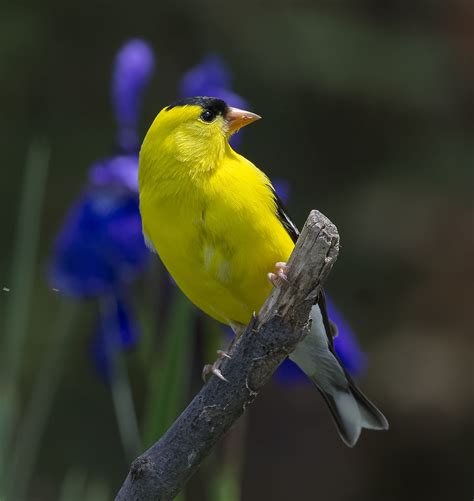 Goldfinch and Siberian Iris_DSC3346 | Hummingbird pictures ...