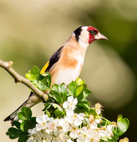 Goldfinch | Jilguero, Canarios, Aves