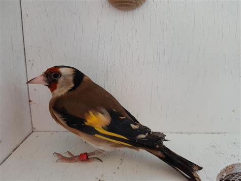 Goldfinches for Sale | Birdtrader