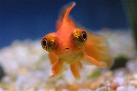 Goldfish Care, Breeds and Goldfish Diseases | HubPages