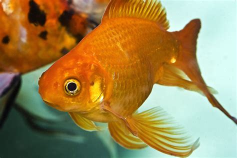 Goldfish | Free Stock Photo | Close up of a goldfish | # 17632