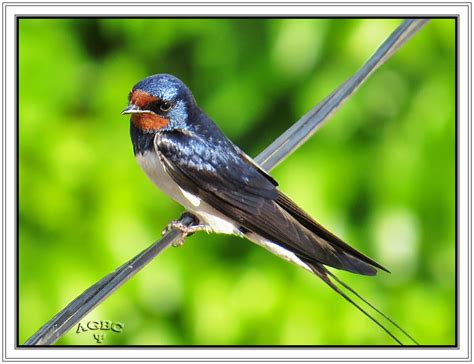 Golondrina común  Hirundo rustica   Barn swallow  II ...
