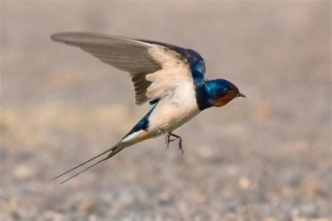 Golondrina común   Hirundo rustica   Vive la Naturaleza