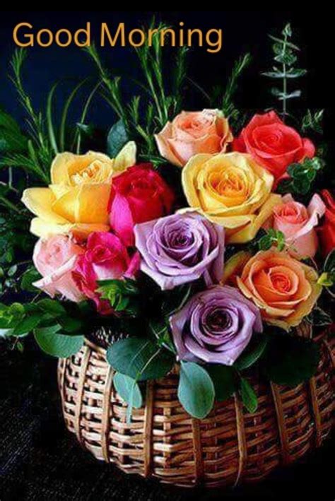 Good Morning | Pretty flowers, Flowers, Colorful roses