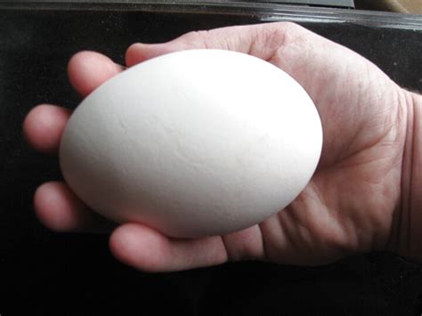 Goose Egg for sale | Only 2 left at  70%