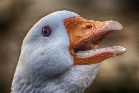 Goose teeth | Inverculain | Blipfoto