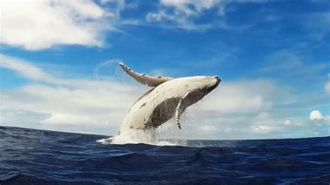 GoPro: Humpback Whale Breach   Mother & Calf   YouTube