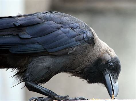 Gorgeous raven. | Crow, Crow images, Common crow