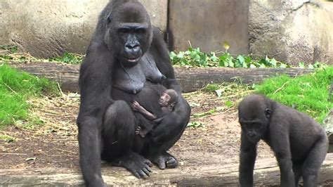 Gorilla Baby at Taronga Zoo   YouTube
