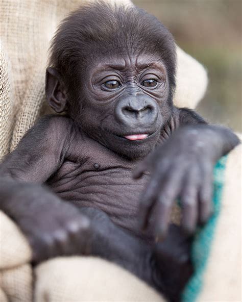 Gorilla Baby Naming Contest Woodland Park Zoo Seattle WA