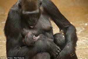 Gorilla mum Melina cradles her newborn baby at Hannover ...