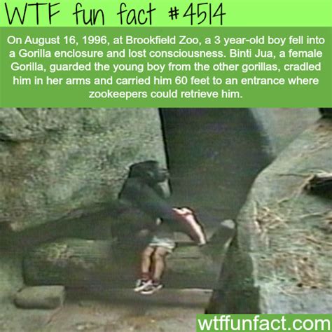 gorilla saves a 3 year old boy who fell into a | Animals ...