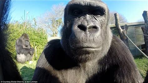Gorilla selfie at Durrell Wildlife Park captures grumpy ...