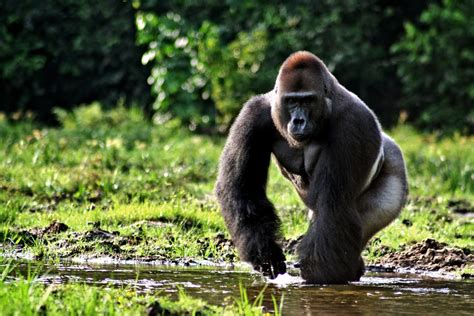 Gorilla | The Biggest Animals Kingdom