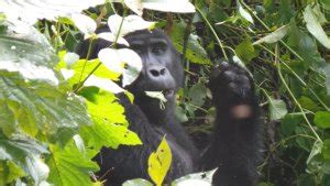 Gorilla Webcam ~ Live Gorilla Webcam ~ Lowland Gorilla Webcam