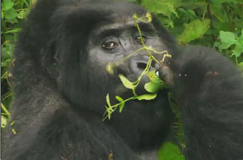 Gorillas are a lot like us  | News | Al Jazeera