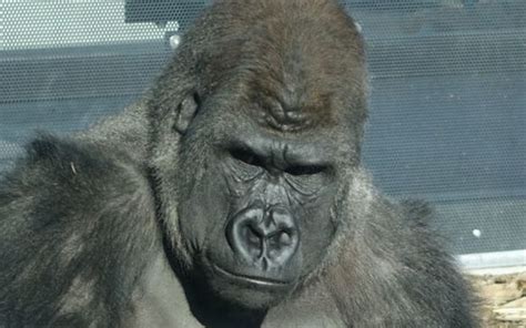 Gorillas in our midst... | Radio New Zealand News