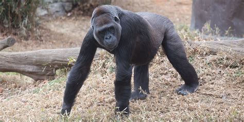 #GorillaStory: Maternal Training with Calaya | Smithsonian ...