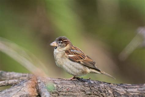 Gorrión común / House sparrow / Passer domesticus | House ...