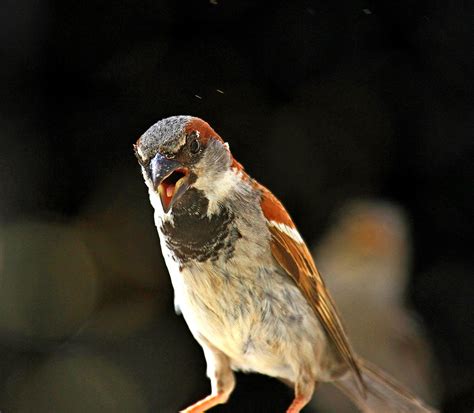 Gorrión Común   Passer domesticus macho / House sparrow ...