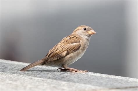 Gorrión, el ave adaptada a los humanos y la ciudad   Vida de Aves