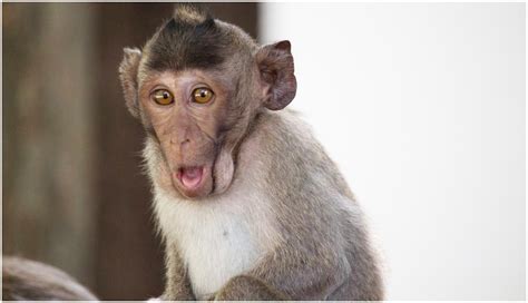 Graban en vídeo a un mono que roba $10,000 de una caja ...