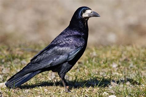 Grajo, Corvus frugilegus Aves NatureGate