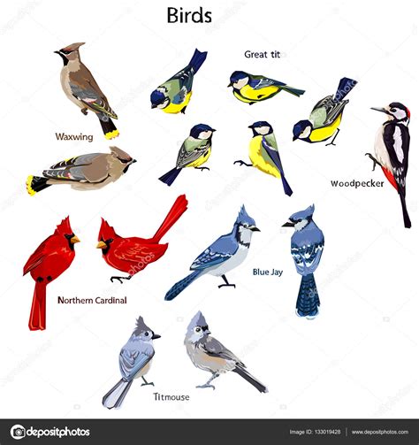 Gran conjunto de aves — Vector de stock  AlsouSh #133019428