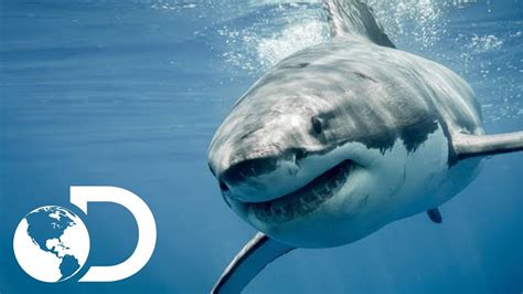 Gran Tiburón Blanco | Shark Week | Discovery Latinoamérica ...