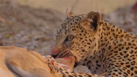 Grandes documentales   Cazadores de África: el leopardo ...