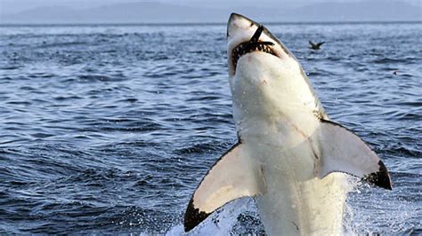 Grandes documentales   Mundo natural: La costa de los ...