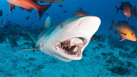 Grandes documentales   Peligro, zona de tiburones   RTVE.es